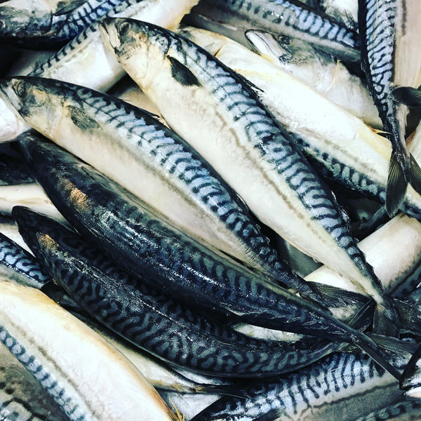 <b>WILD CAUGHT</b><br>Mackerel